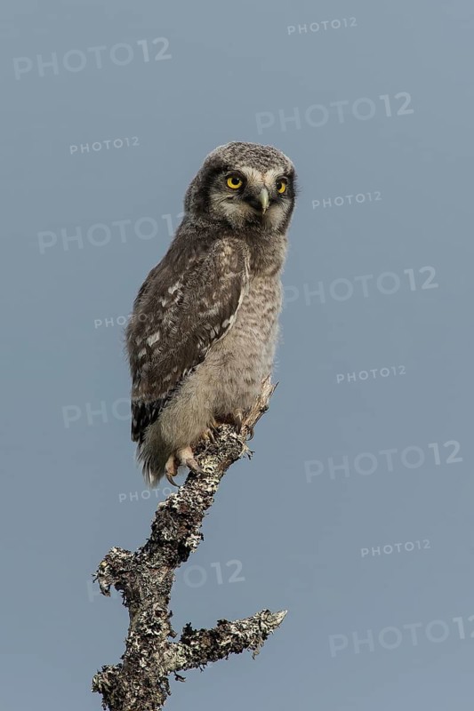 Northern Hawk-Owl (Surnia ulula), juvenile, on branch, on lookout, Northern Norway, Norway