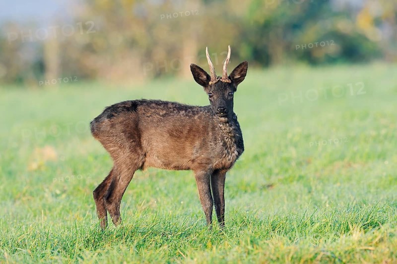 European roe deer (Capreolus capreolus), black roe deer, roebuck standing in a meadow, Lower Saxony, Germany