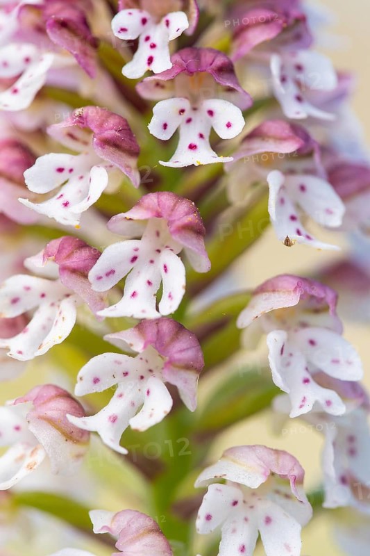 A close-up of delicate wild orchids native to Andalusia, showcasing intricate purple and white flowers with distinctive markings