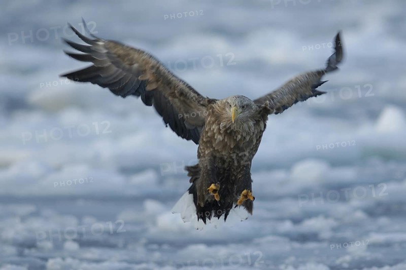 White-tailed Eagle (Haliaeetus albicilla) flying, Hokkaido, Japan