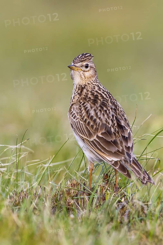 Eurasian Skylark (Alauda arvensis) in field, Gorski kotar, Croatia