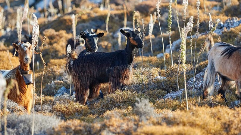 Group of goats moving through a rocky and overgrown meadow, goat (s), free-range, west of Ntia-Lastos-Flaskounia Natural Park, mountains, Karpathos, Dodecanese, Greek Islands, Greece