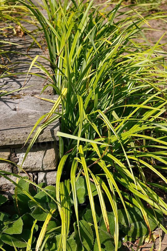 Sedge (Carex), in the park, North Rhine-Westphalia, Germany