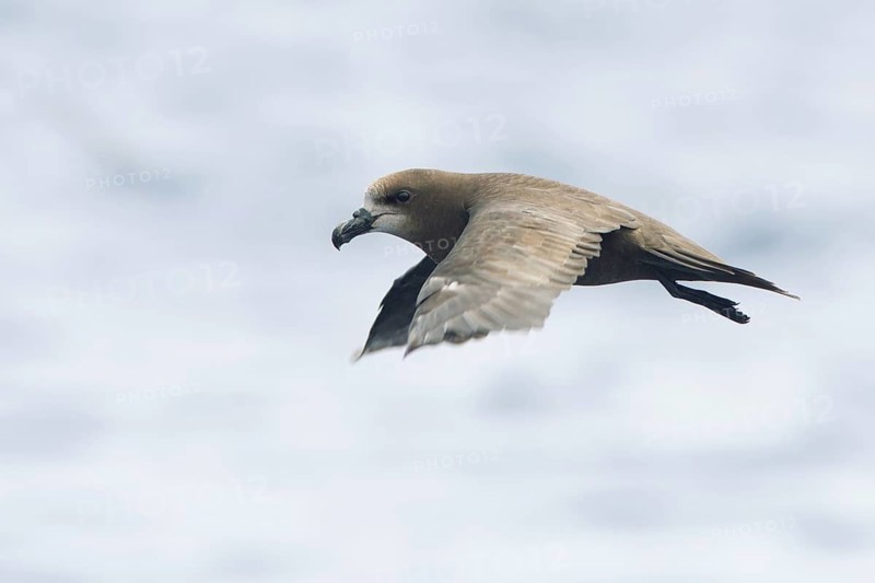 Great-winged Petrel (Pterodroma gouldi) flying, Victoria, Australia