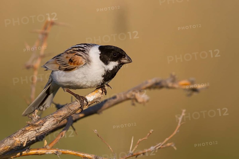 Reed Bunting - Rohrammer - Emberiza schoeniclus ssp. pyrrhuloides, Kazakhstan, adult male