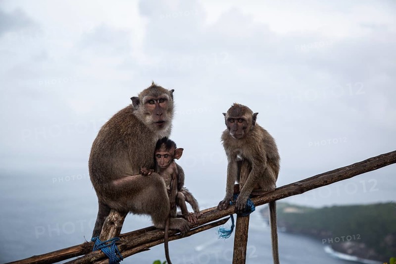 Three monkeys on a branch, near the ocean, under a cloudy sky, closely gathered together: crab-eating macaques (Macaca fascicularis) in Nusa Penida, Bali, Indonesia