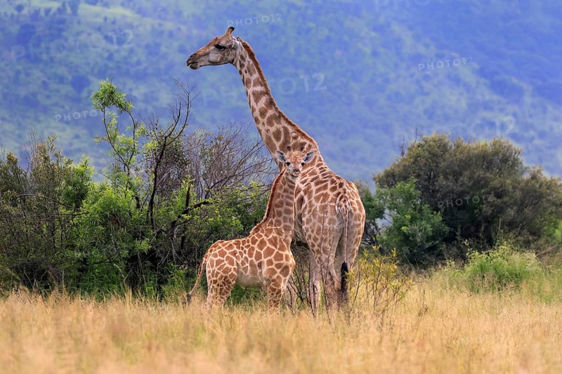 Cape giraffe (Giraffa camelopardalis giraffa), adult, female, mother, young, foraging, vigilant, social behaviour, Pilanesberg National Park, North West Province, South Africa