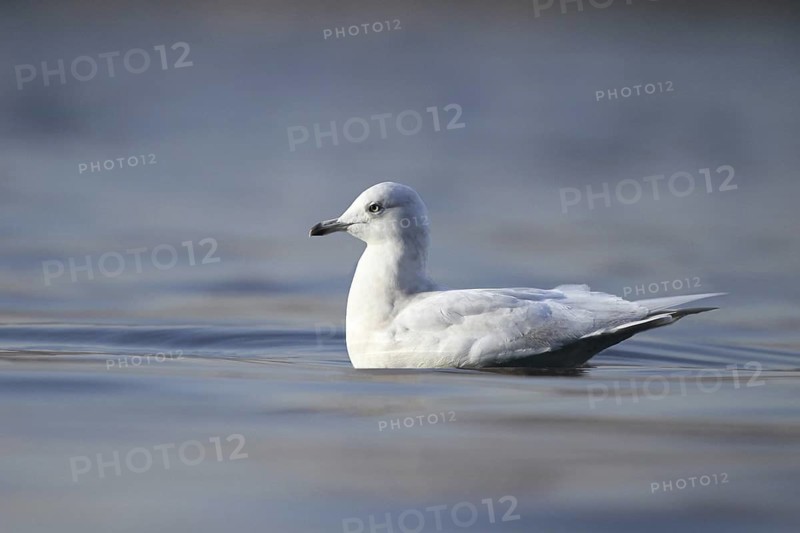 Iceland Gull (Larus glaucoides), Bern, Switzerland