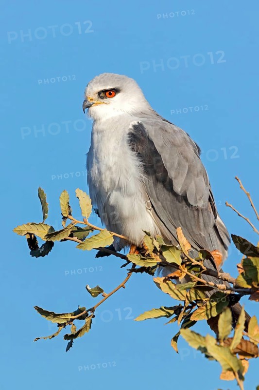 Gleitaar, (Elanus caeruleus), Élanion blanc, Elanio Común, Israel, Middle East
