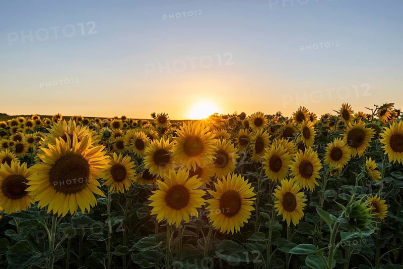Field with sunflowers (Helianthus annuus) in bloom at sunset, near Priestewitz, Saxony, Germany