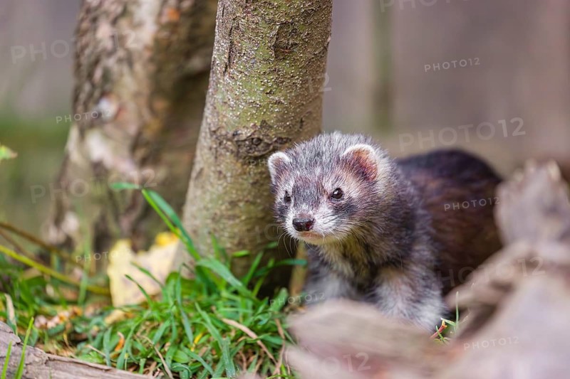 A young male ferret (Mustela putorius furo) stands in the grass between trees