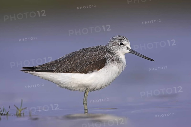 Common Greenshank (Tringa nebularia), Oman
