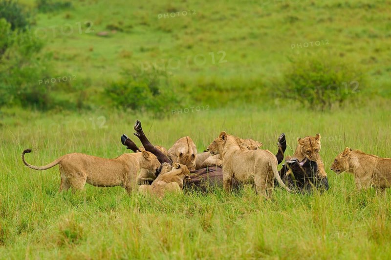 Lions gain the upper hand in a ground fight against a buffalo: lion (Panthera leo), Cape buffalo (Syncerus caffer), Masai Mara National Reserve, Narok County, Kenya