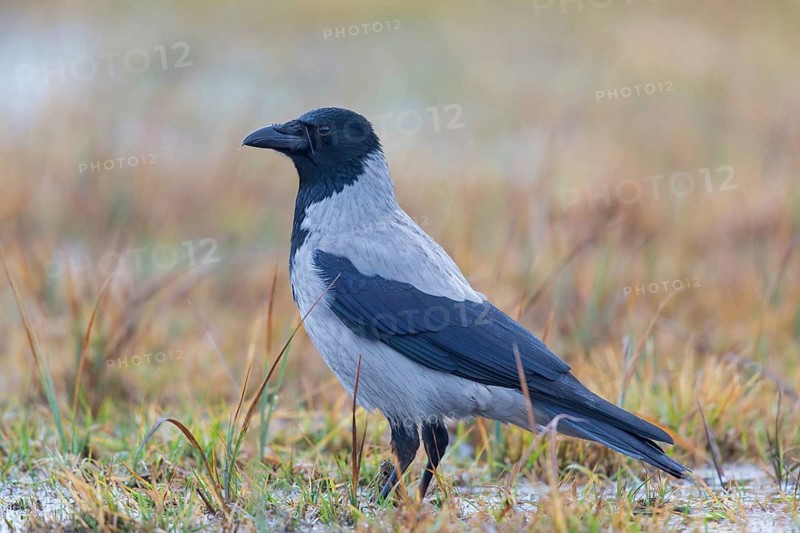 Nebelkrähe, Hooded Crow, Northern Carrion Crow, Corvus corone cornix, Corvus cornix, Corneille mantelée, Corneja Cenicienta