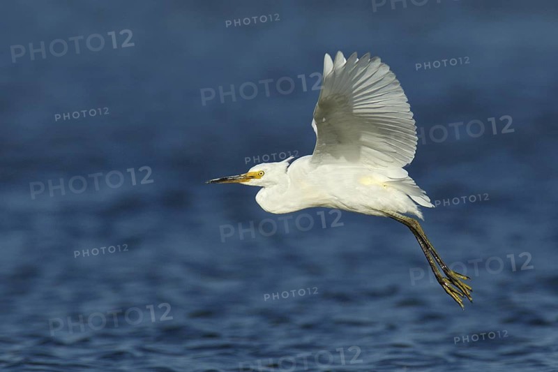 Little Egret (Egretta garzetta), Victoria, Australia
