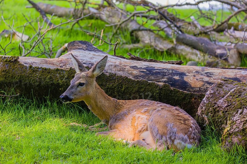 One female Roe Deer, (Capreolus capreolus) rests next to a fallen tree on a meadow