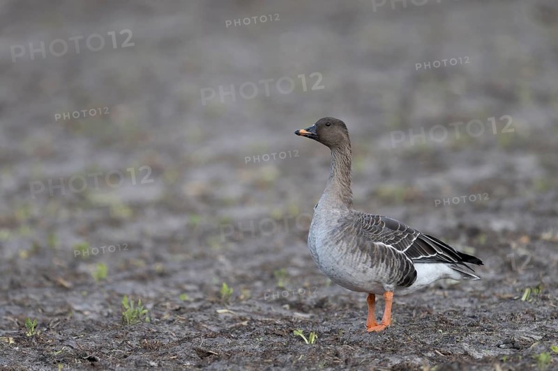 Bean goose, Bean goose (Anser fabalis), Texel, Netherlands