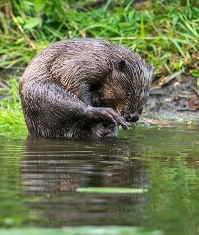 Beaver, castor fiber albicus, elbe beaver, Eurasian beaver, European beaver, rodents, rodentia, beaver, mammals, rodents, mammals