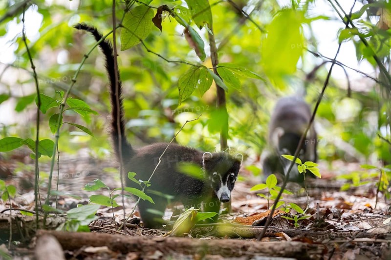 White-nosed coati (Nasua narica), adult, in the rainforest, Corcovado National Park, Osa, Puntarena Province, Costa Rica