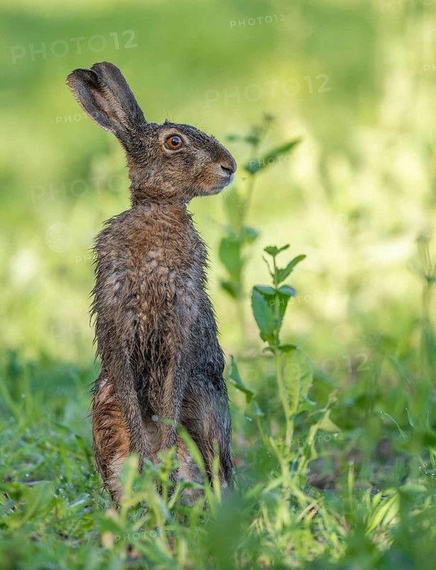 European hare (Lepus europaeus) with wet fur standing in a field, wildlife, Thuringia, Germany