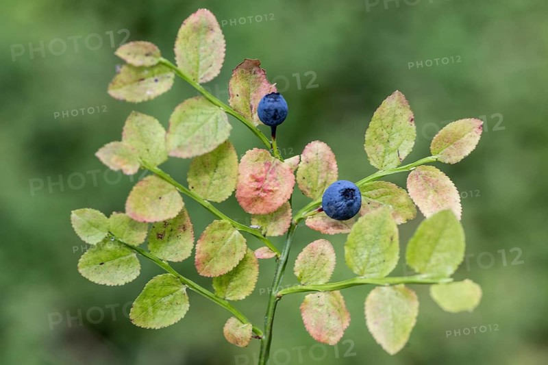 Blueberry (Vaccinium myrtillus), Emsland, Lower Saxony, Germany