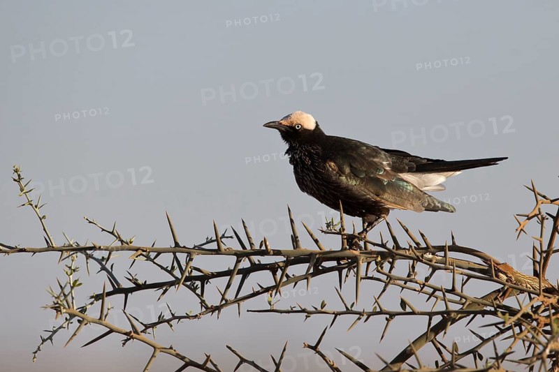 White-crowned Starling (Lamprotornis albicapillus) perched on a branch, Oromia, Ethiopia