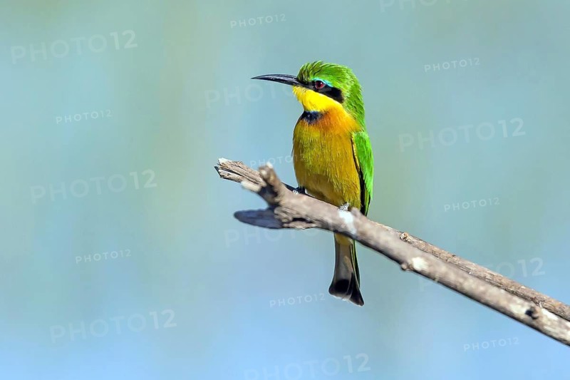 Africa, Spain, Dwarf Bee-eater, Merops pusillus, Spain, Spain