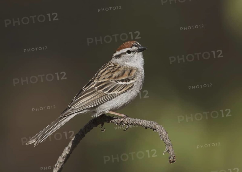 Chipping Sparrow (Spizella passerina), Michigan, USA