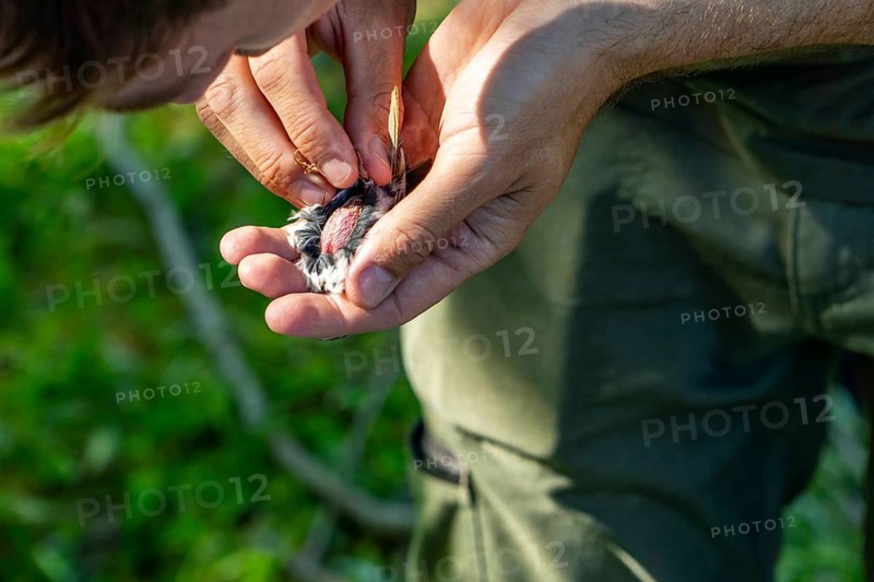 Cropped unrecognizable ornithologist examines by blowing on the belly, the feathers of a tree sparrow (Passer montanus) to assess health, sex, and reproductive status during a bird ringing activity