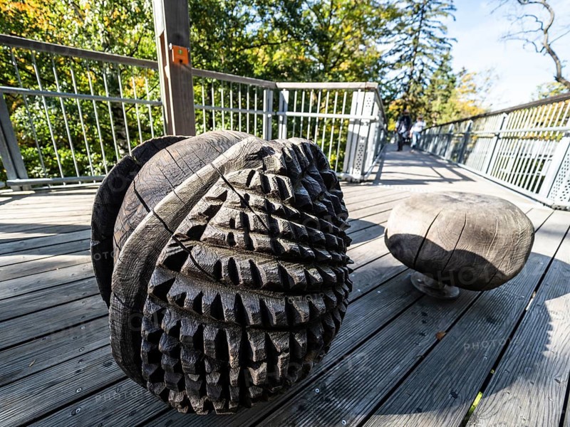 Wooden seeds, Baumwipfelpfad, Treetop walkway through a forest in autumn, Bad Harzburg, Harz mountain range, Lower Saxony, Germany