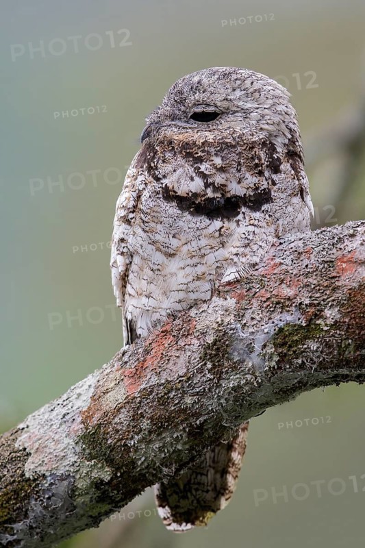 Great Potoo (Nyctibius grandis) perched on a branch in Ecuador