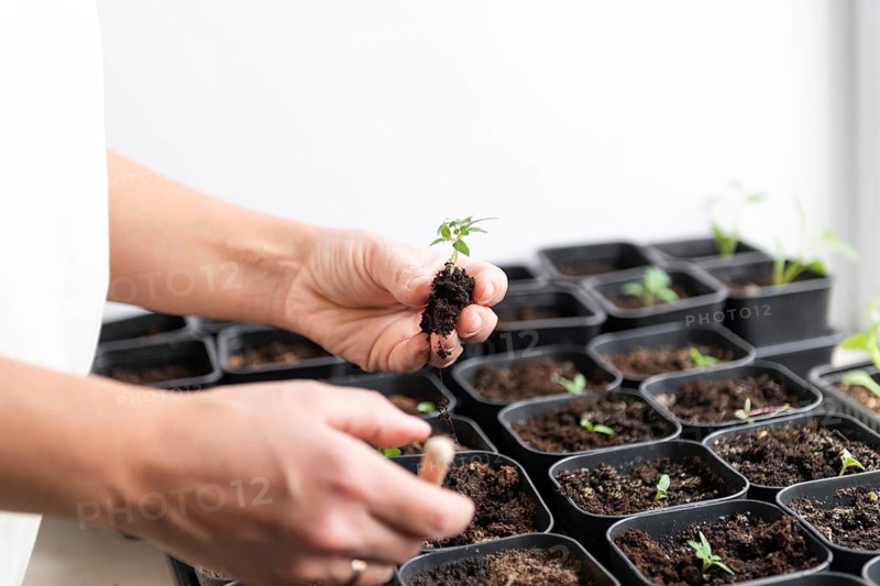 Hands planting tomato seedlings in individual pots, signifying the beginning of a new garden. A symbol of growth, nurturing, and the simple joys of home gardening