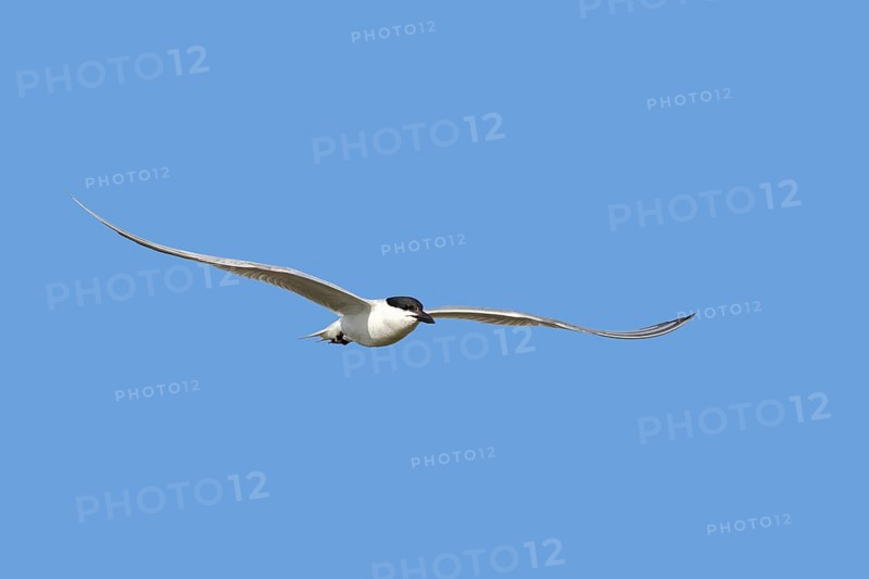 Gull-billed tern (Gelochelidon nilotica, Sterna nilotica) adult in breeding plumage flying against blue sky in spring, summer