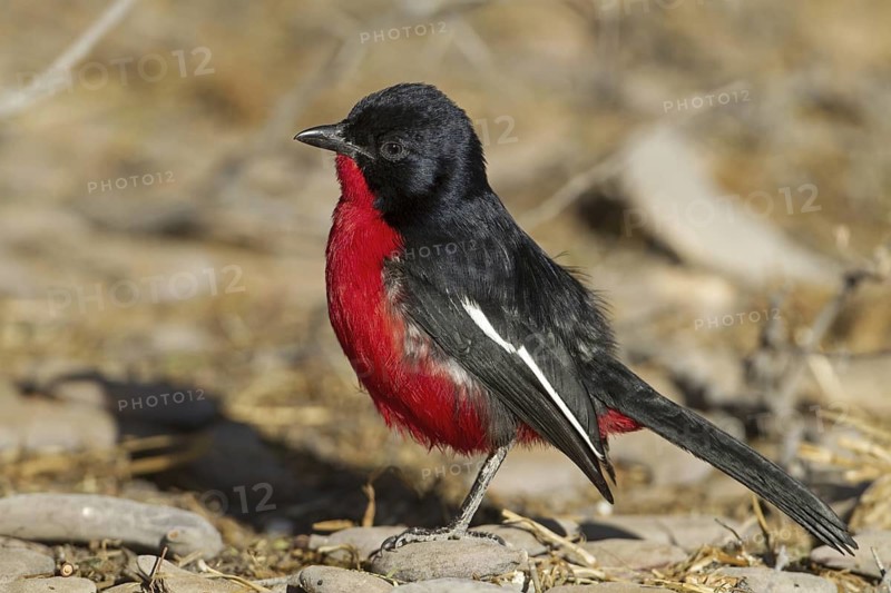 Crimson-breasted Shrike (Laniarius atrococcineus), Northern Cape, South Africa