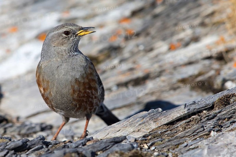 Alpenbraunelle, Alpine Accentor, Prunella collaris, Accenteur alpin, Acentor Alpino