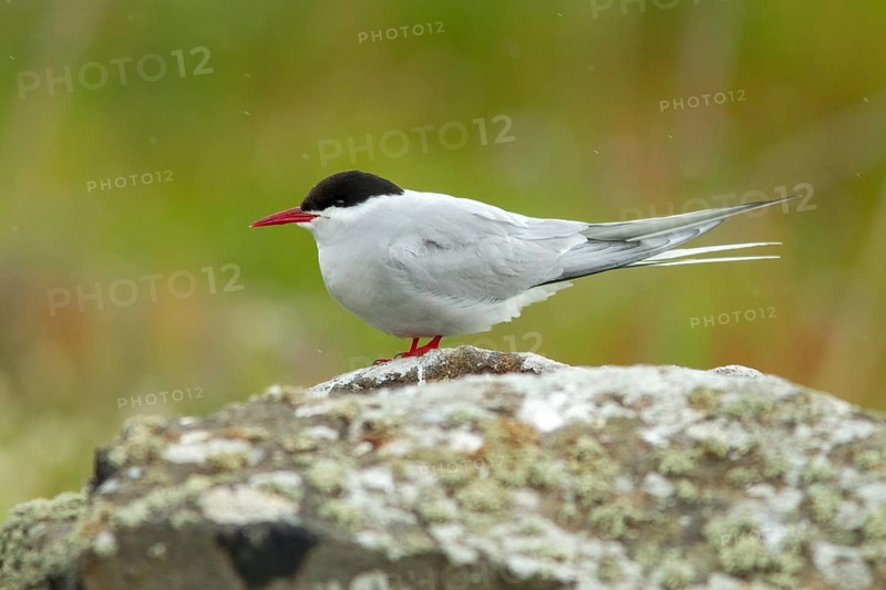 Arctic Tern (Sterna paradisaea), on floor, Isle of May, Scotland, United Kingdom