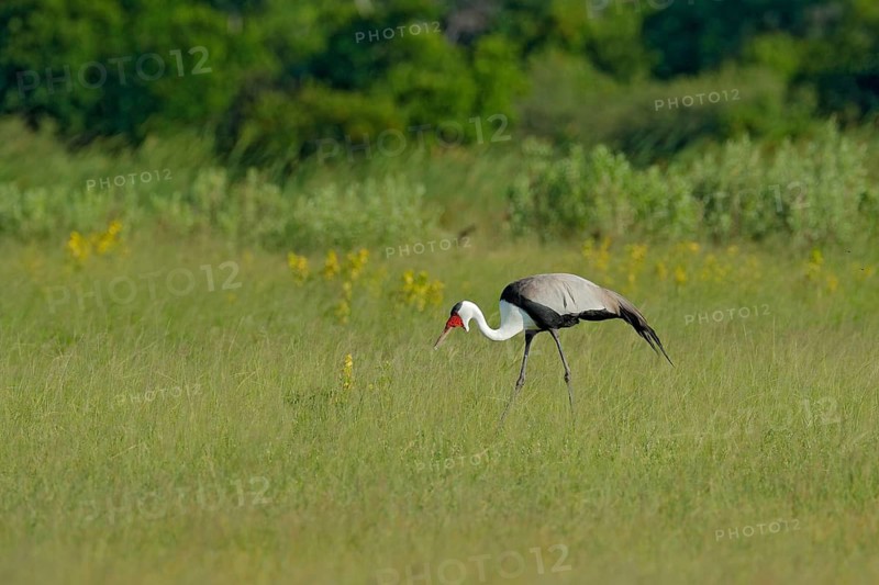 Big bird wattled crane, Grus carunculata, with red head, wildlife from Okavango delata, Moremi, Botswana. Bird in the nature habitat, green meadow. Wildlife Africa