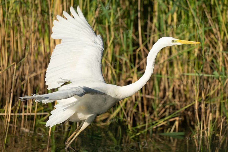 Great Egret (Ardea alba) with open wings searching for food in the shallow water zone of a lake, wetland, reed (Phragmites australis), Lower Saxony, Germany