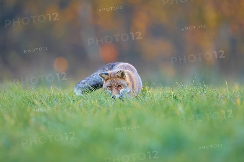 Red Fox (vulpes vulpes), running in meadow at autumn