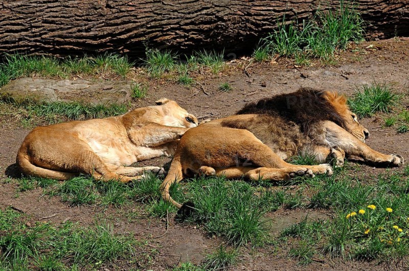 Resting Asian lion pair, Panthera leo persica, Tierpark Nürnberg, Am Tiergarten 30, Nuremberg, Middle Franconia, Bavaria, Germany