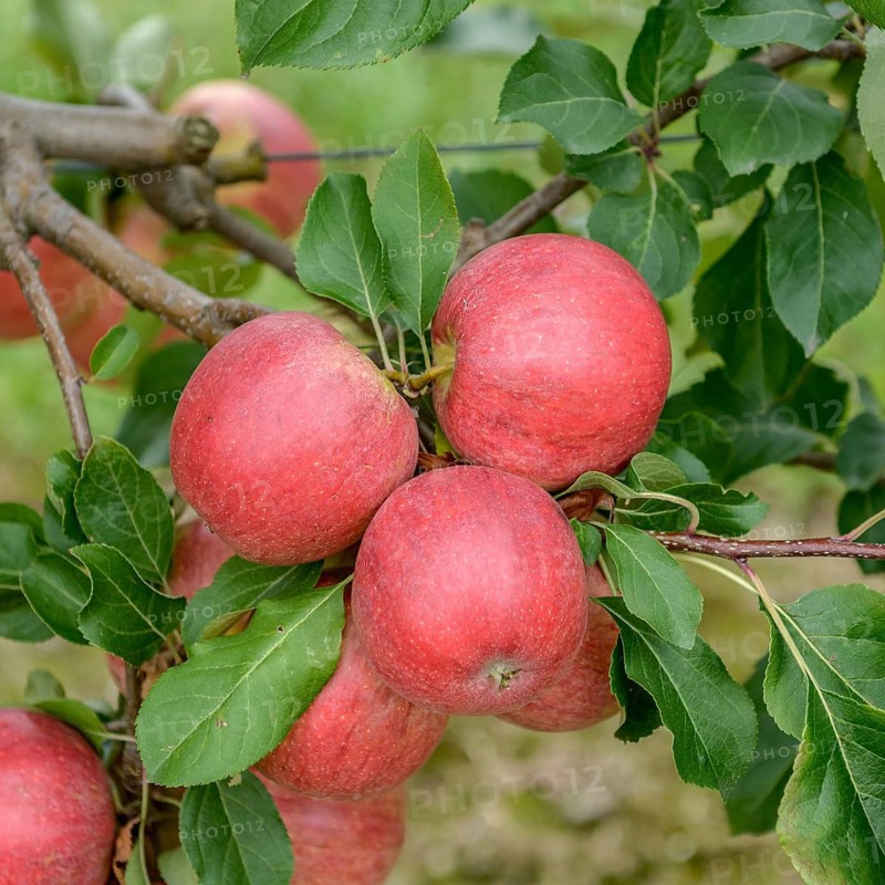 Apple (Malus domestica 'Resi'),  Germany
