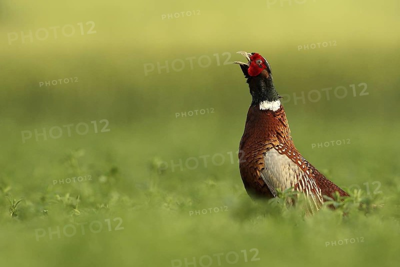 Common Pheasant (Phasianus colchicus) male displaying, Lombardy, Italy