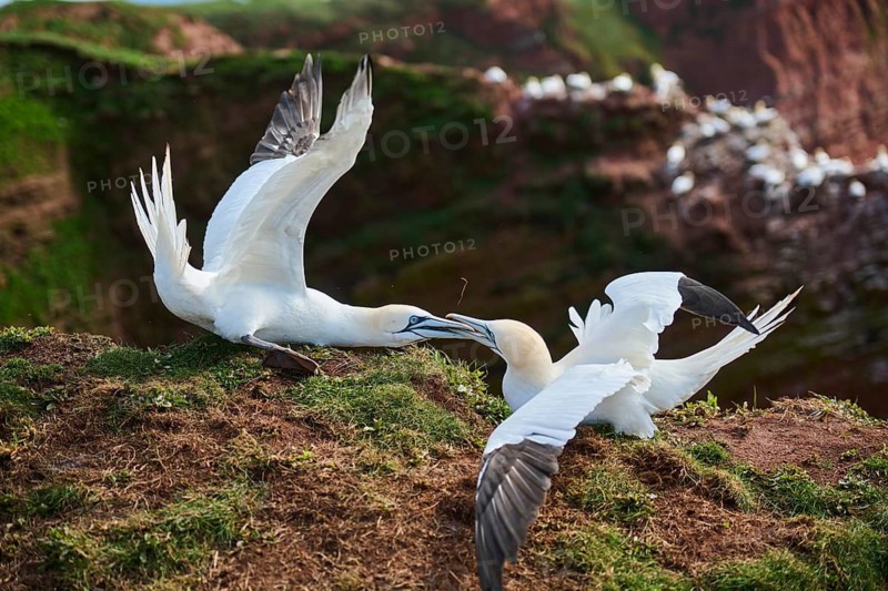 Northern gannet (Morus bassanus) arguing with each other on the ground, wildlife, Helgoland, Germany