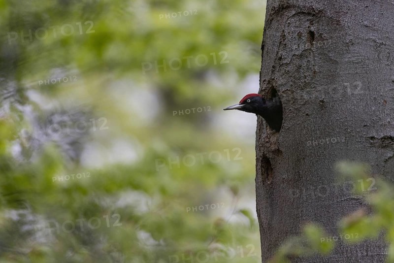 Black Woodpecker (Dryocopus martius) male peering out of breeding cavity, North Rhine-Westphalia, Germany