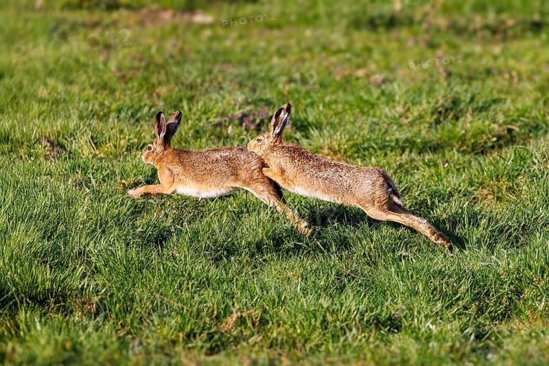 European hare (Lepus europaeus), Germany
