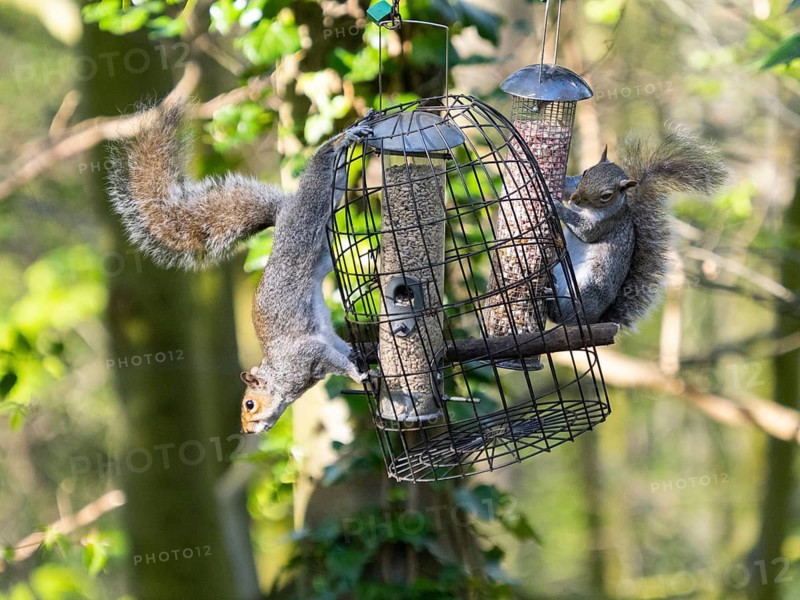 American grey squirrel (Sciurus carolinensis), one squirrel is trying o feed on a squirrel proof bird feeder, whilst the second squirrel is feeding on an unprotected feeder in a park. Introduced mammal, Jesmond Dene public park, Newcastle-upon-Tyne, Northumberland, England, United Kingdom