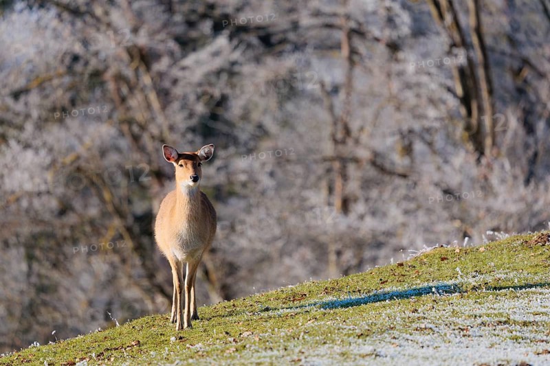 A Japanese sika deer hind (Cervus nippon nippon) stands on a meadow covered with hoarfrost in hilly terrain. A forest covered in hoar frost can be seen in the background