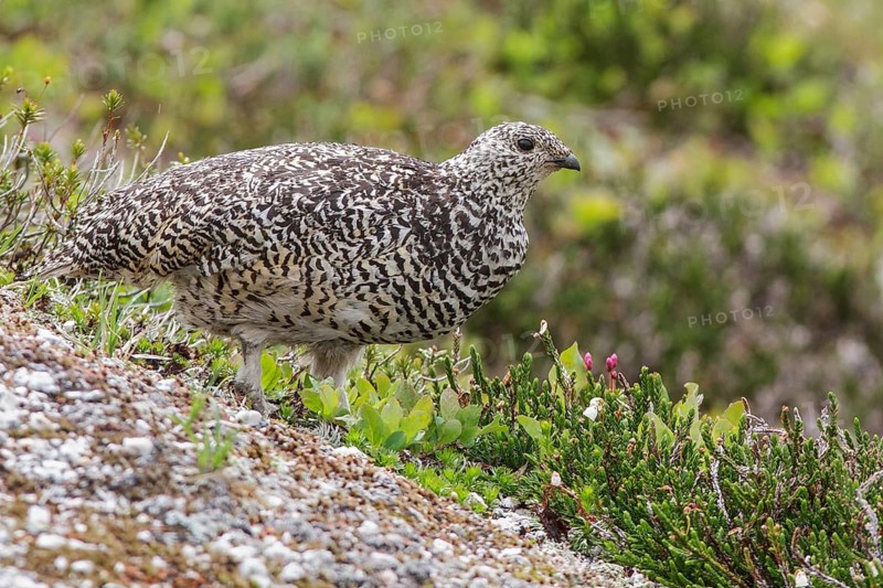 White-tailed Ptarmigan (Lagopus leucurus) in the alpine habitat of British Columbia, Canada