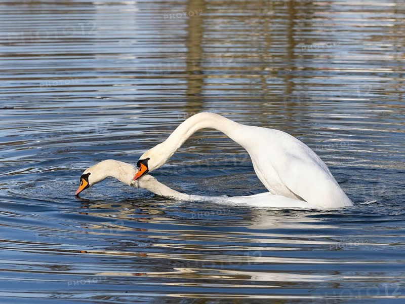Mute Swans (Cygnus olor), a pair on a lake, mating, Hesse, Germany