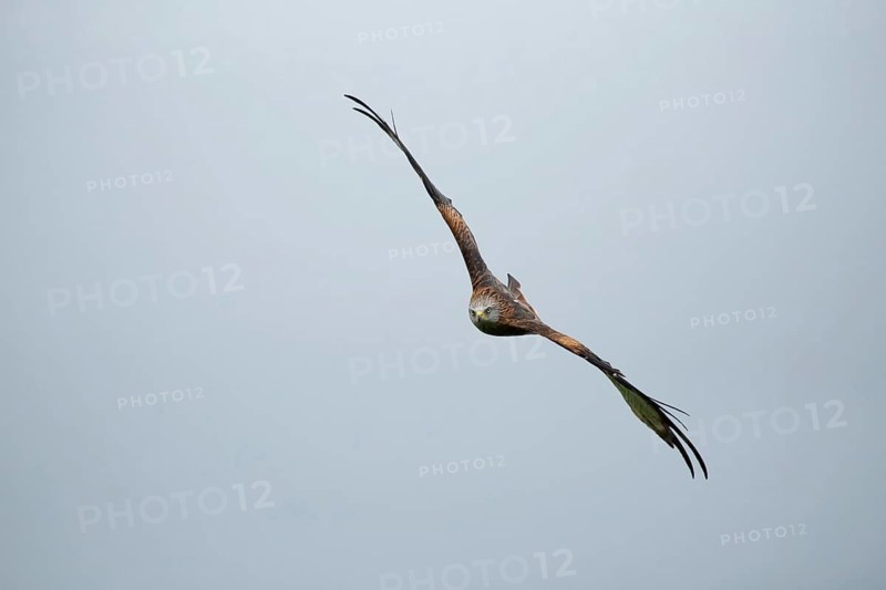 Red kite (Milvus milvus) adult raptor bird of prey in flight, Wales, United Kingdom